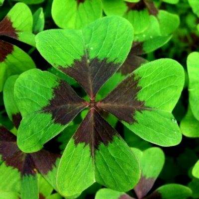 火狐官网app下载截图